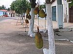 IMG_4877.JPG