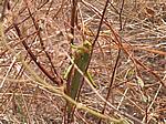 IMG_4905.JPG