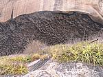 IMG_4915.JPG