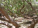 IMG_4991.JPG