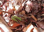 IMG_5041.JPG